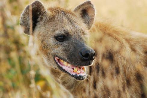 Hyaena