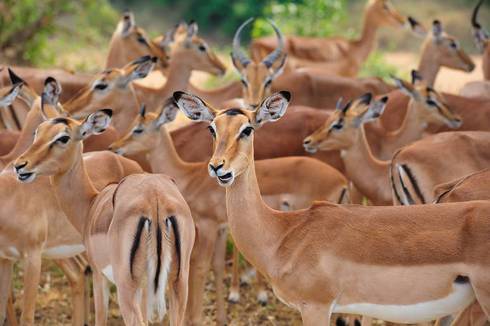 Impala