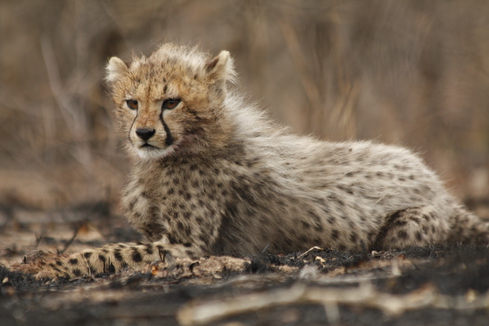 cheetah