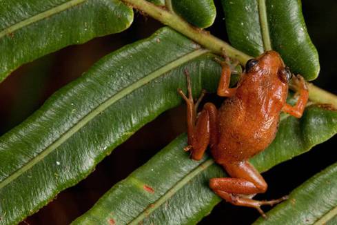 macaya breast spot frog