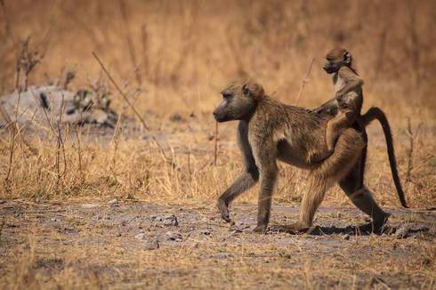 Savanna Baboon/Chacma Babooon