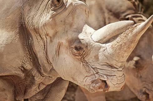 White Rhino